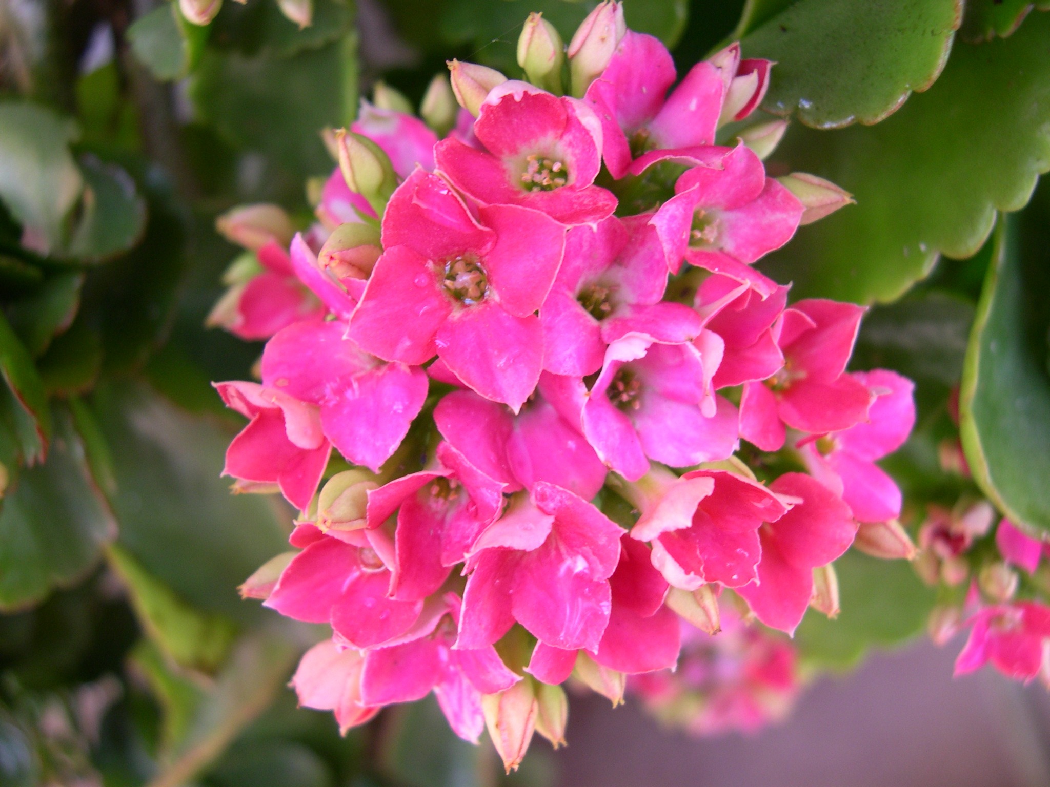 カランコエ 小型 植物 ピンクの花 252．《カランコエ》 | ニッセイ緑の財団ニュース